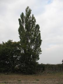 Greenwich Meridian Marker; England; Hertfordshire; Ware (Easnye Estate)